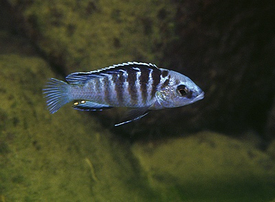 Labidochromis caeruleus 'Undu Reef'